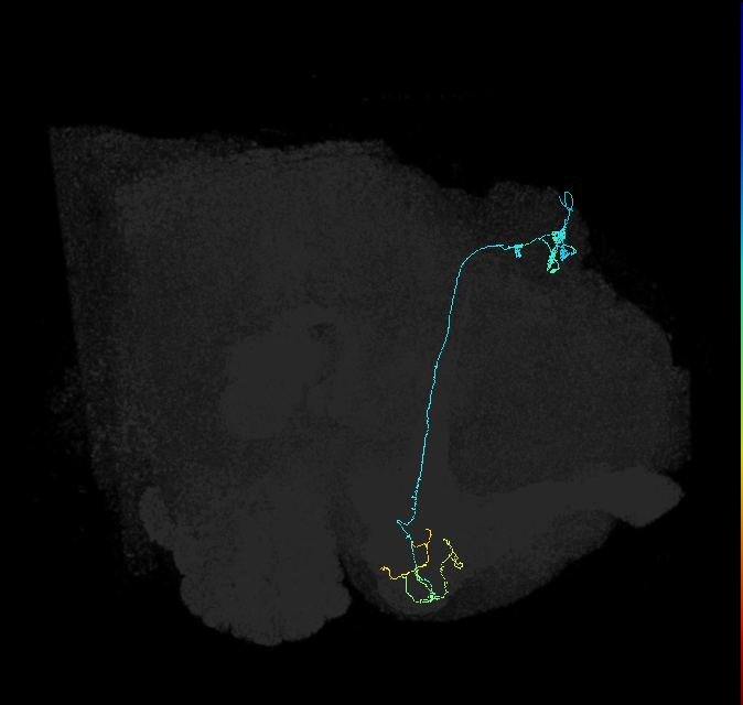KCg-m_R (FlyEM-HB:5813021296)