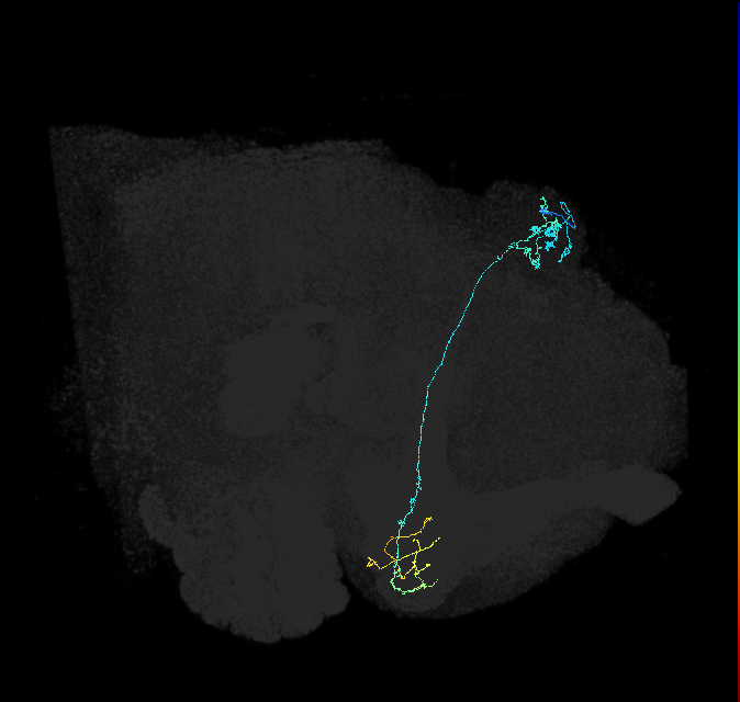 KCg-m_R (FlyEM-HB:5813095915)