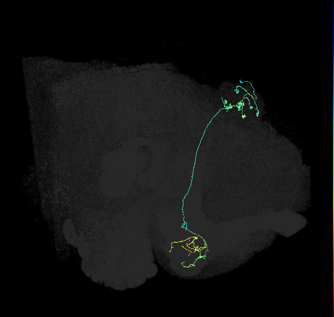 KCg-m_R (FlyEM-HB:724531411)