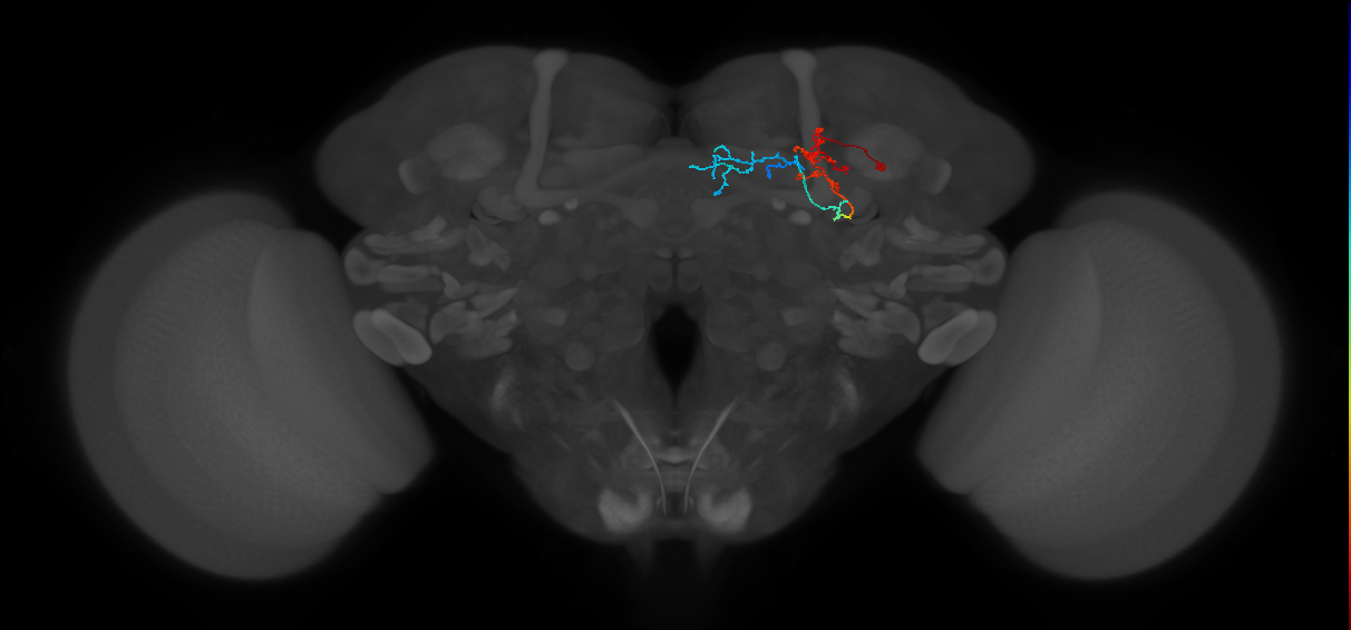 KCg-m_R (FlyEM-HB:724531411)