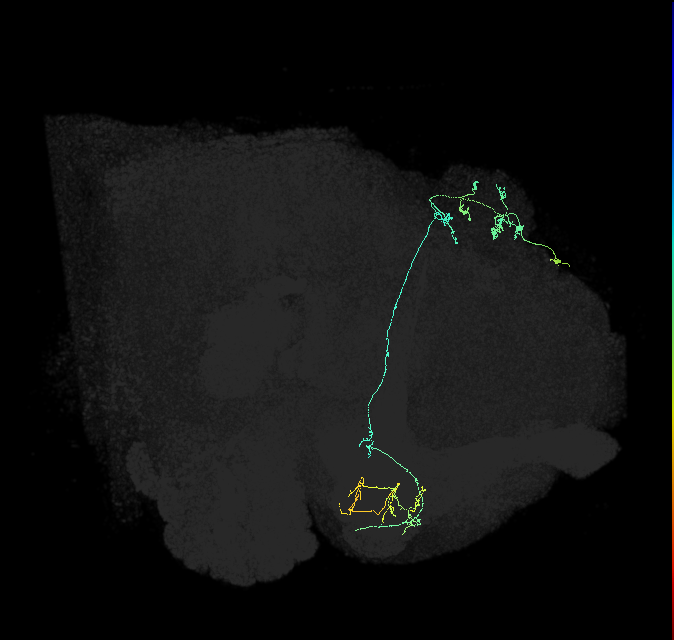 KCg-m_R (FlyEM-HB:1141631240)