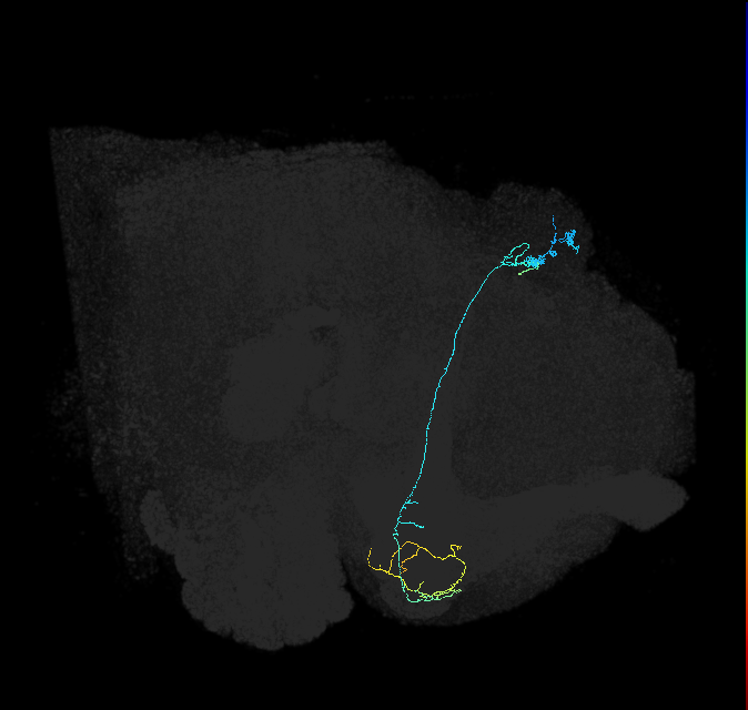 KCg-m_R (FlyEM-HB:662763904)