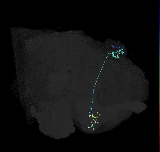 KCg-m_R (FlyEM-HB:662767770)