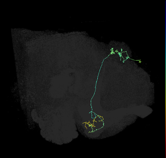 KCg-m_R (FlyEM-HB:1141342299)