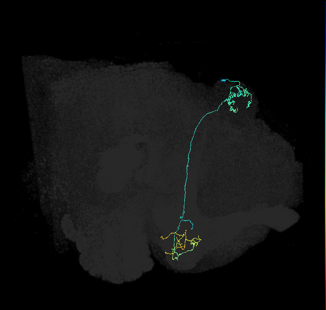 KCg-m_R (FlyEM-HB:5813102642)