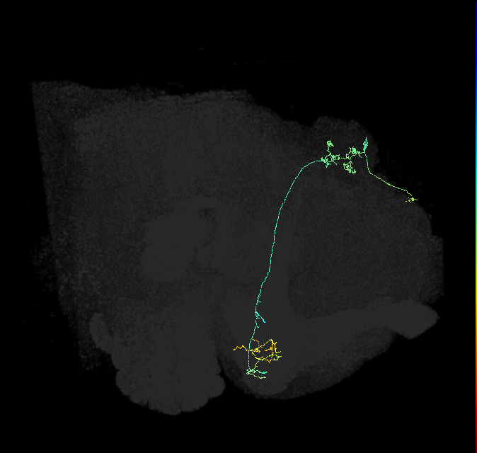 KCg-m_R (FlyEM-HB:602118253)