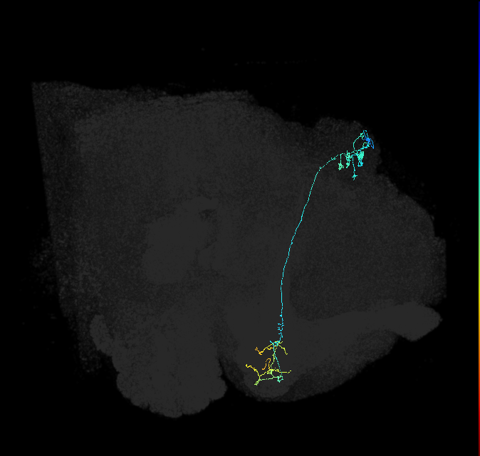 KCg-m_R (FlyEM-HB:5813021275)