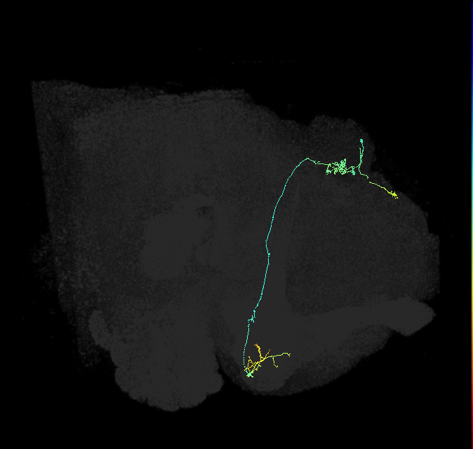 KCg-m_R (FlyEM-HB:664188108)