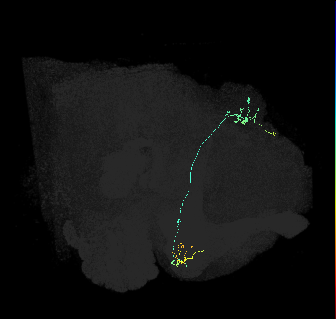 KCg-m_R (FlyEM-HB:973146958)