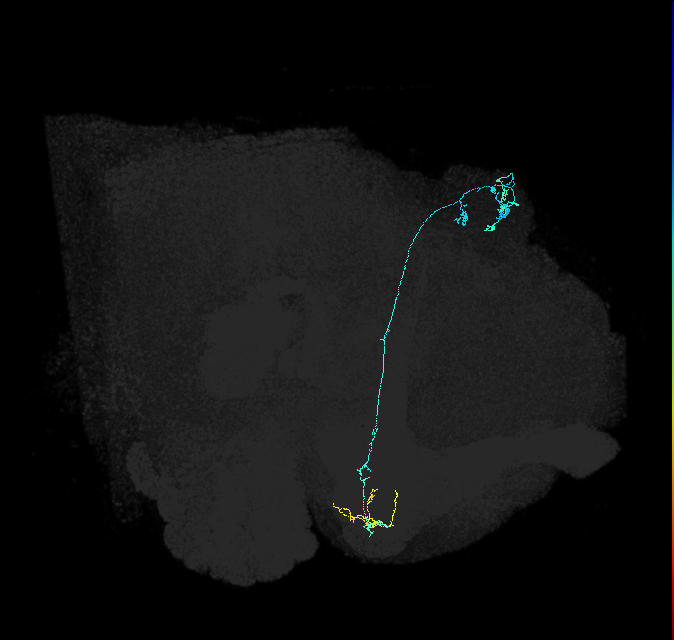 KCg-m_R (FlyEM-HB:5812980588)