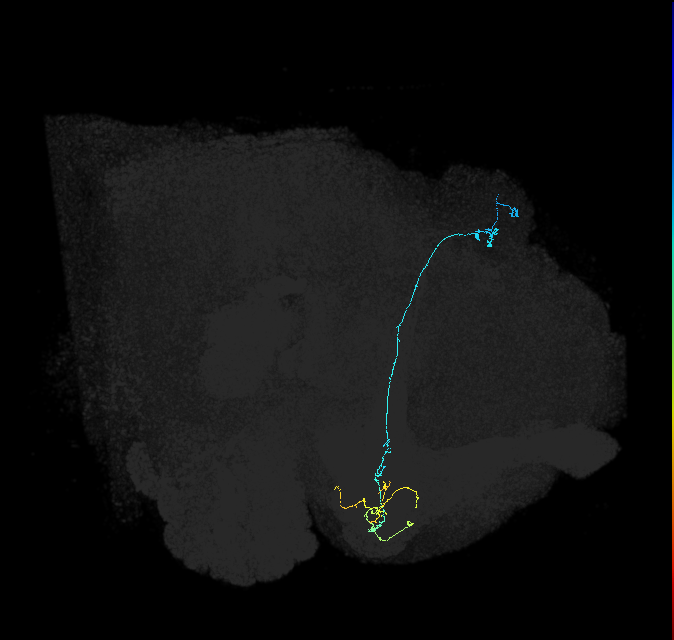 KCg-m_R (FlyEM-HB:693099102)