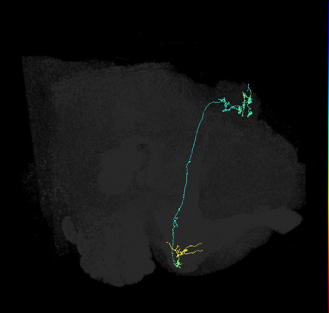 KCg-m_R (FlyEM-HB:5812982875)