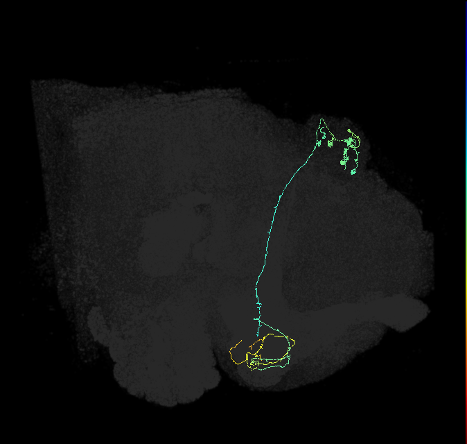KCg-m_R (FlyEM-HB:1172665846)
