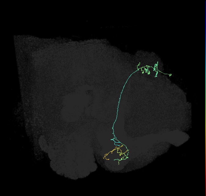 KCg-m_R (FlyEM-HB:1141636389)