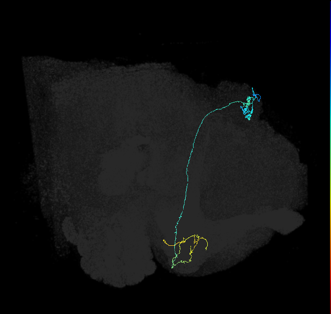 KCg-m_R (FlyEM-HB:1141687352)