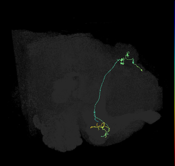 KCg-m_R (FlyEM-HB:664184060)