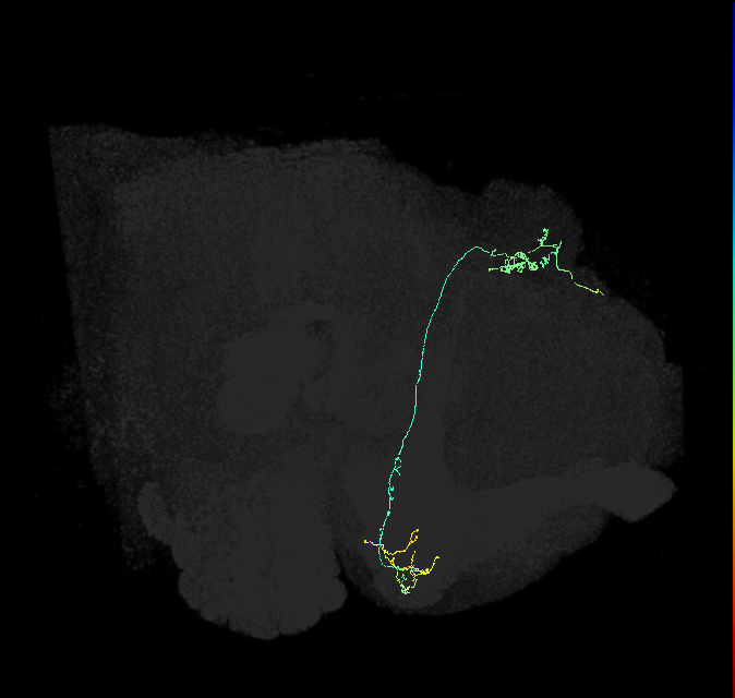 KCg-m_R (FlyEM-HB:664188129)