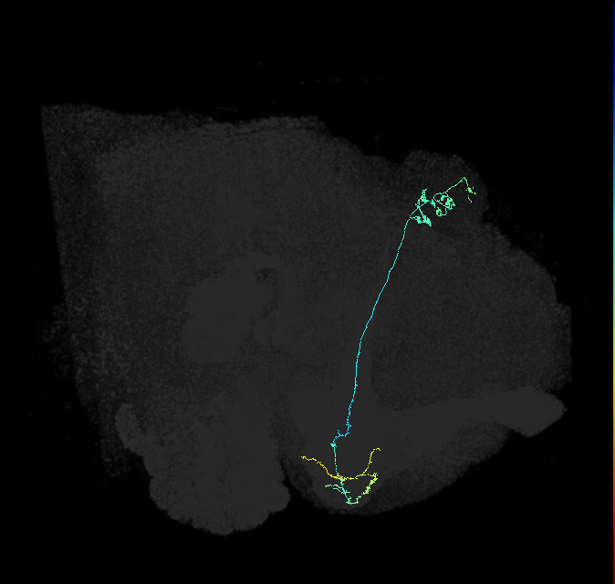 KCg-m_R (FlyEM-HB:5812982872)