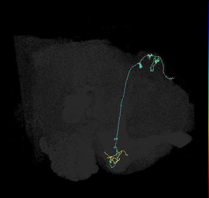 KCg-m_R (FlyEM-HB:661430179)