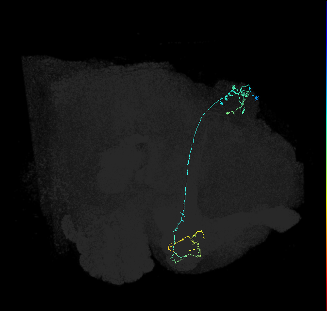 KCg-m_R (FlyEM-HB:5812983192)