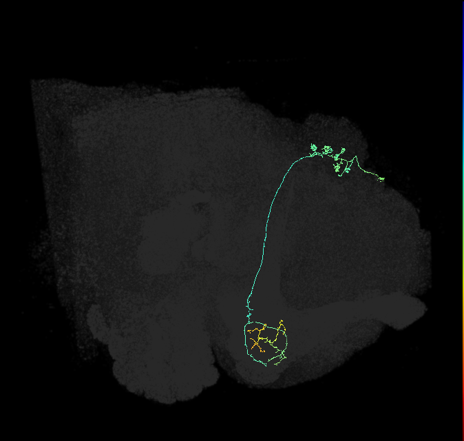 KCg-m_R (FlyEM-HB:633144545)