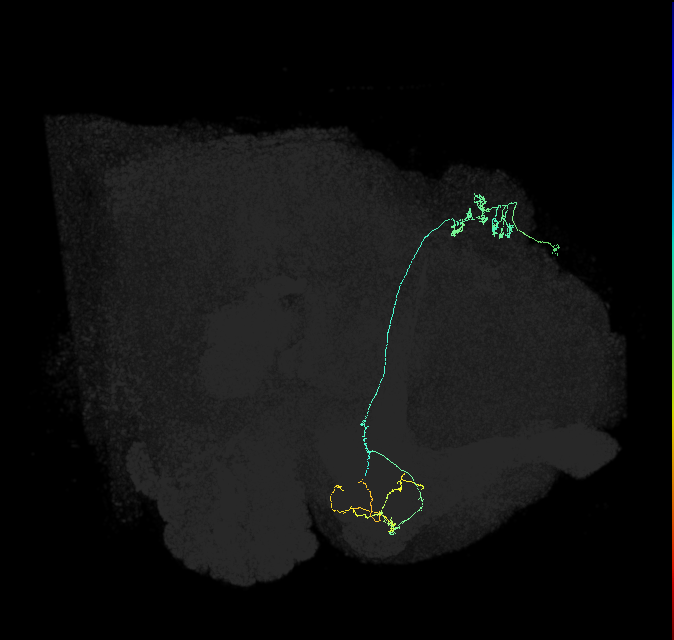 KCg-m_R (FlyEM-HB:723849351)