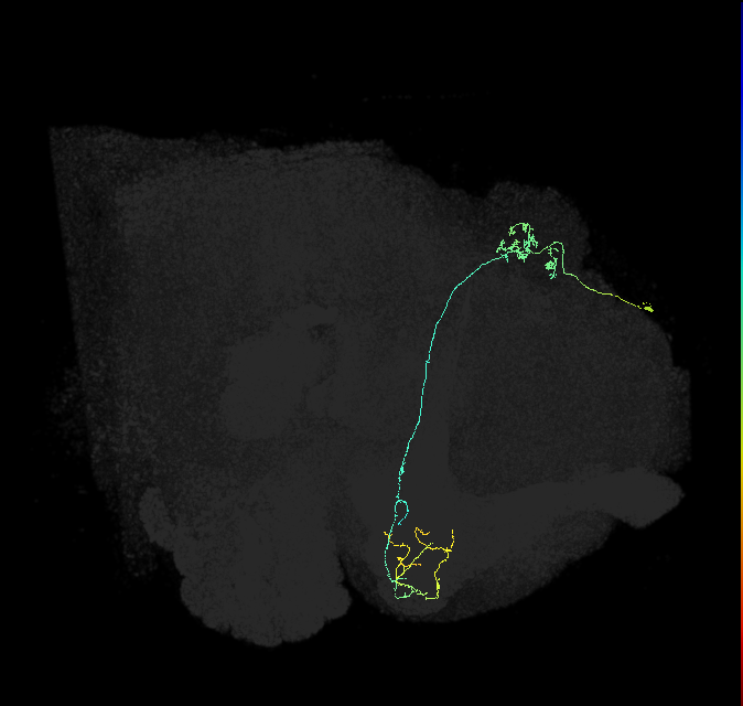 KCg-m_R (FlyEM-HB:1203424360)