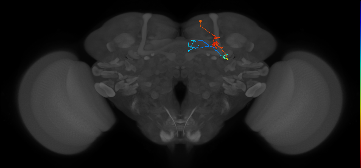 KCg-m_R (FlyEM-HB:1203424360)