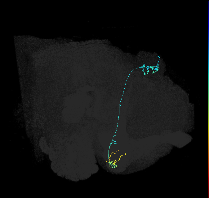 KCg-m_R (FlyEM-HB:5813021273)