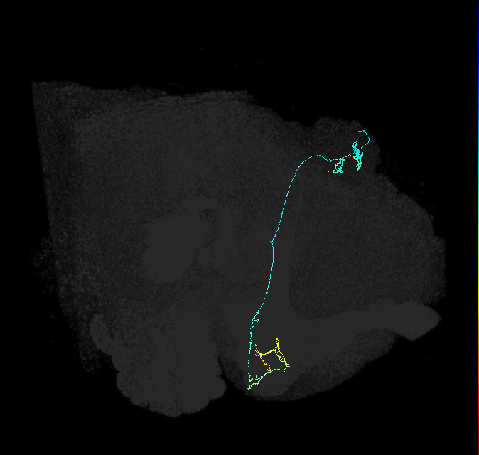 KCg-m_R (FlyEM-HB:5812979408)