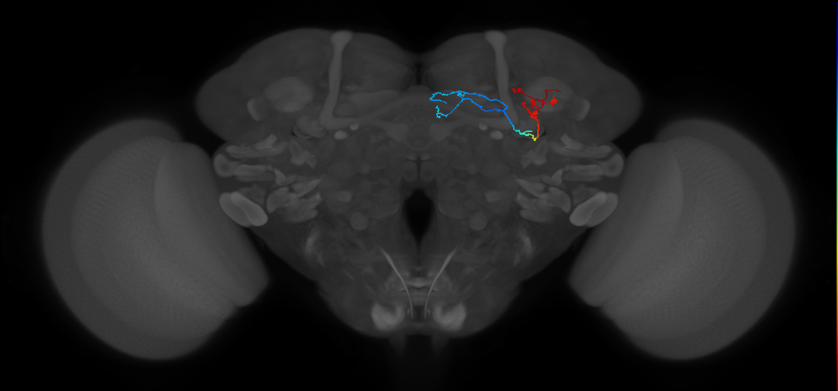 KCg-m_R (FlyEM-HB:1172713514)
