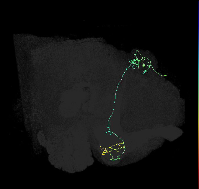 KCg-m_R (FlyEM-HB:1141346462)