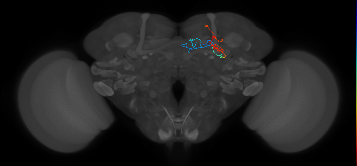 KCg-m_R (FlyEM-HB:1141346462)