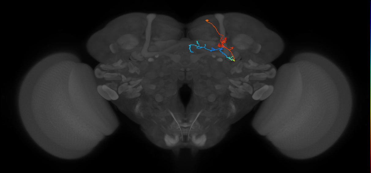 KCg-m_R (FlyEM-HB:540730657)