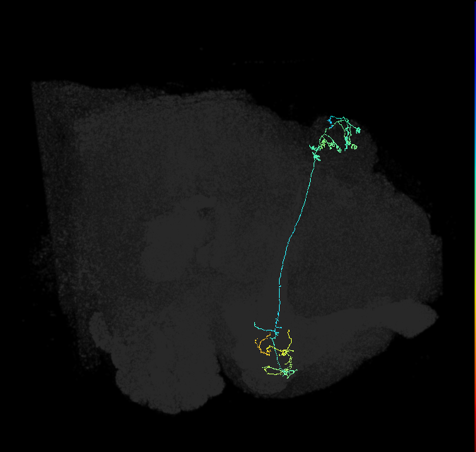 KCg-m_R (FlyEM-HB:5813033144)