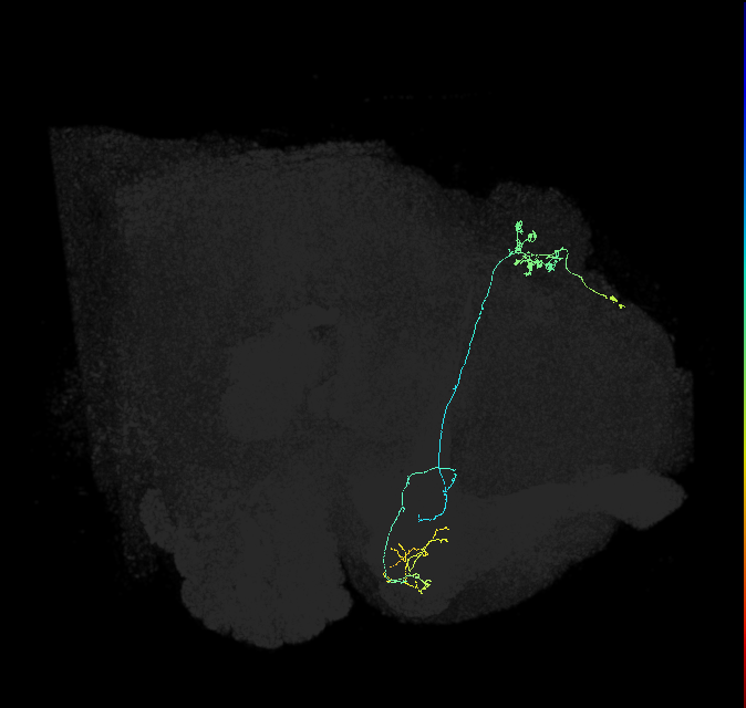KCg-m_R (FlyEM-HB:664187932)