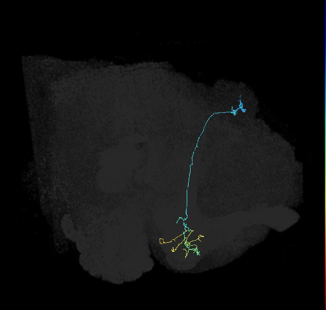 KCg-m_R (FlyEM-HB:755851102)