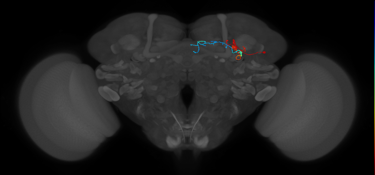 KCg-m_R (FlyEM-HB:1141009899)
