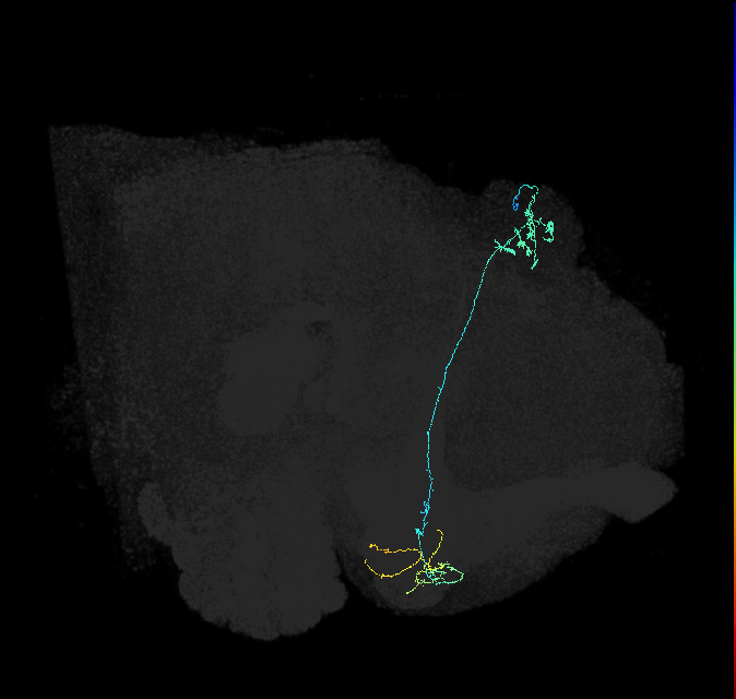 KCg-m_R (FlyEM-HB:754870859)