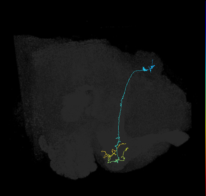 KCg-m_R (FlyEM-HB:1141346472)
