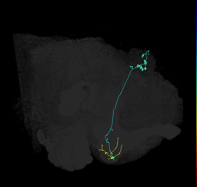KCg-m_R (FlyEM-HB:5813067833)