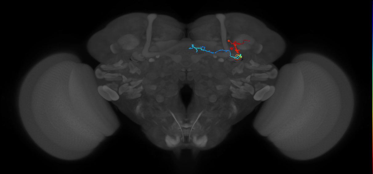 KCg-m_R (FlyEM-HB:753839564)