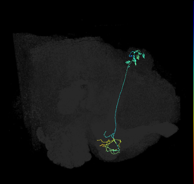 KCg-m_R (FlyEM-HB:5813035612)