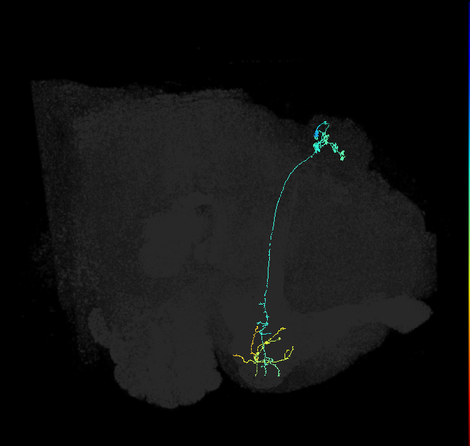 KCg-m_R (FlyEM-HB:1173408617)