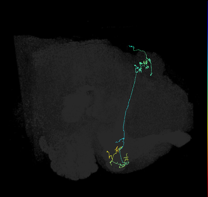 KCg-m_R (FlyEM-HB:1174712037)