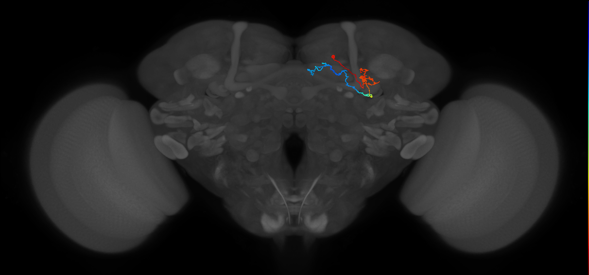 KCg-t_R (FlyEM-HB:5812982874)