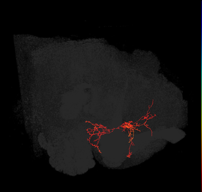 LAL022(ADM05)_L (FlyEM-HB:730497472)