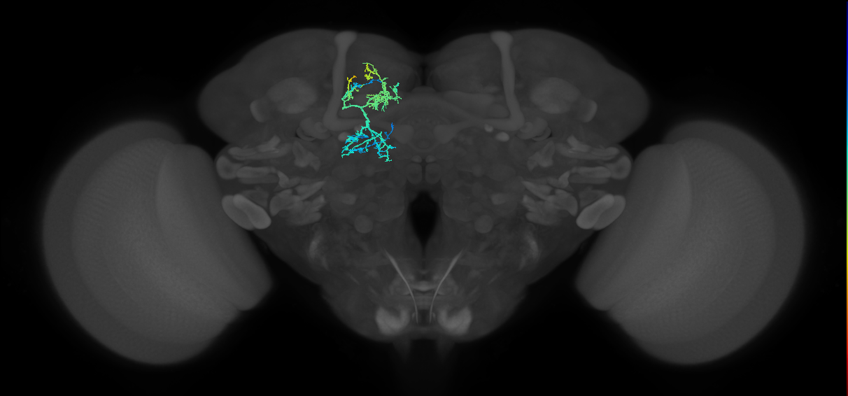 LAL022(ADM05)_L (FlyEM-HB:730497472)