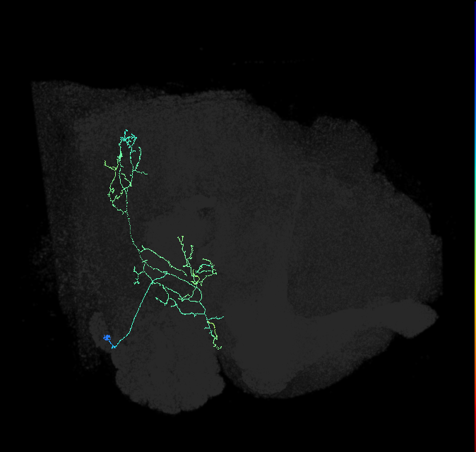 LAL056_R (FlyEM-HB:2216261919)