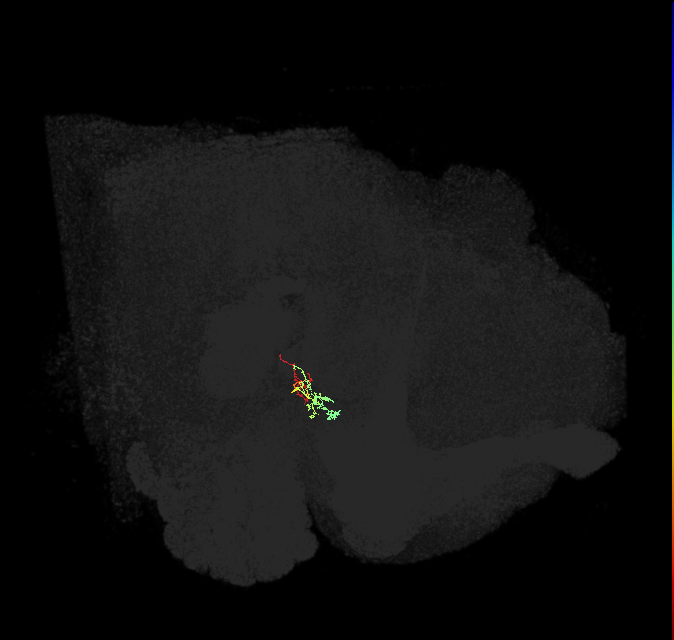 LAL086(AVM09)_L (FlyEM-HB:1510312346)